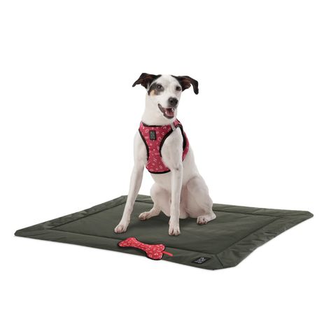 combipets-marzo-2-S--1-